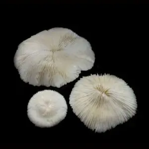 Three white mushrooms are shown on a black background.