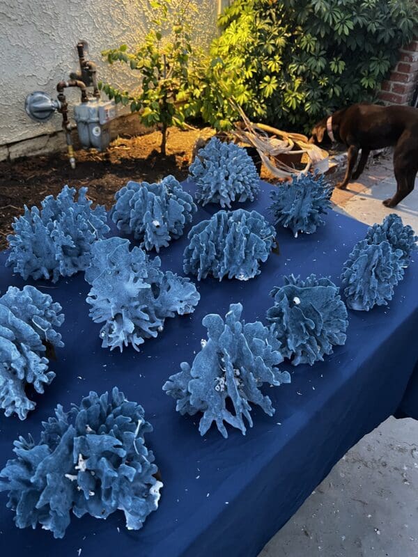 A table with many blue plants on it