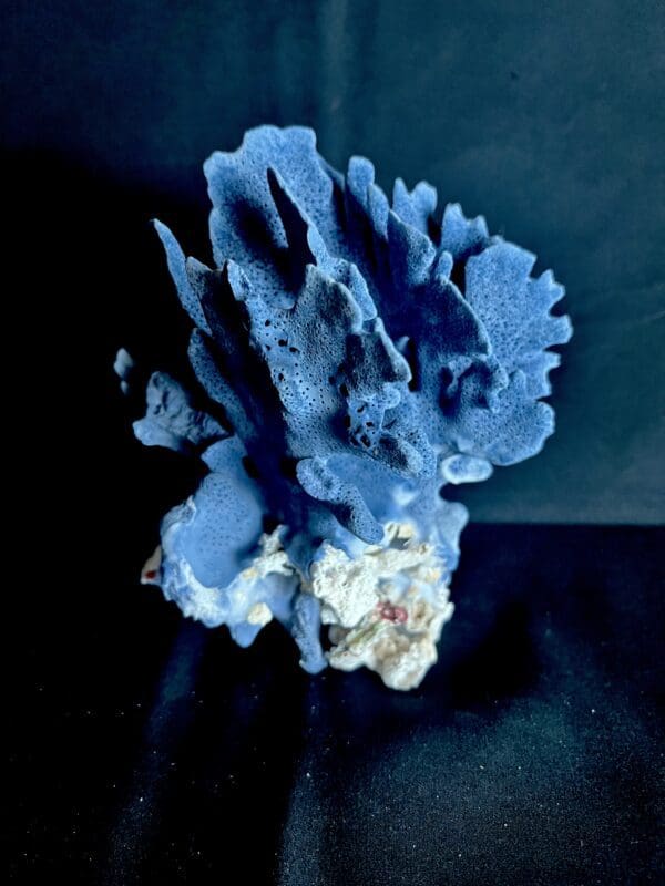 A blue coral is sitting on the floor.