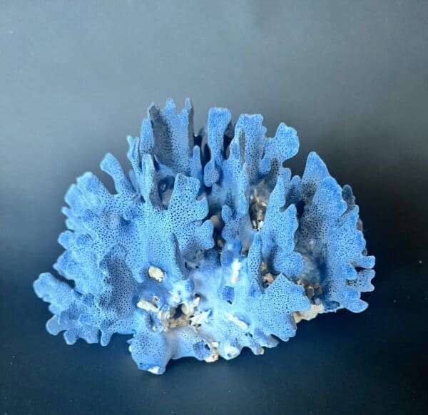 A blue coral on the table in front of a black background.