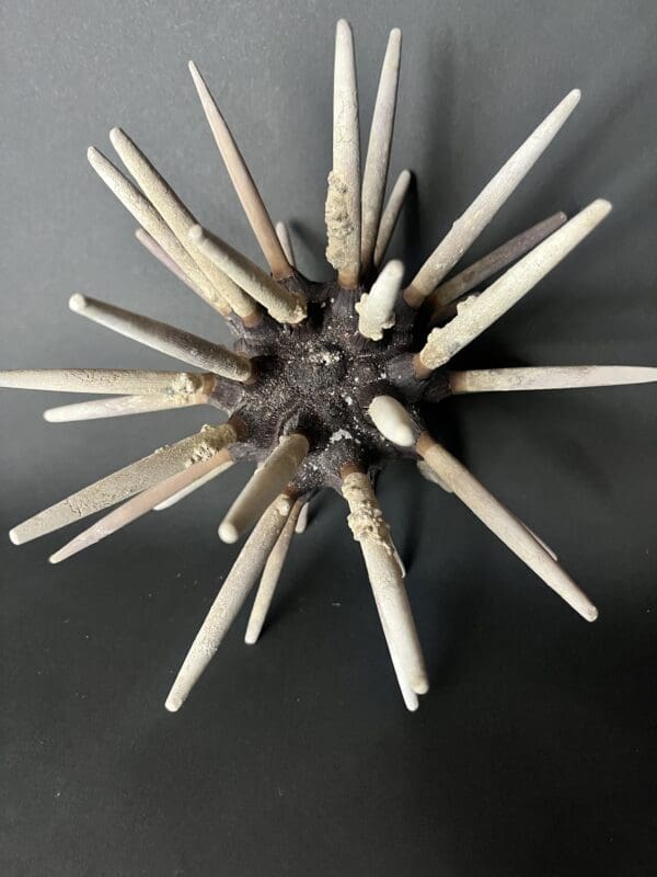 A bunch of matches that are in the shape of a spiky flower.