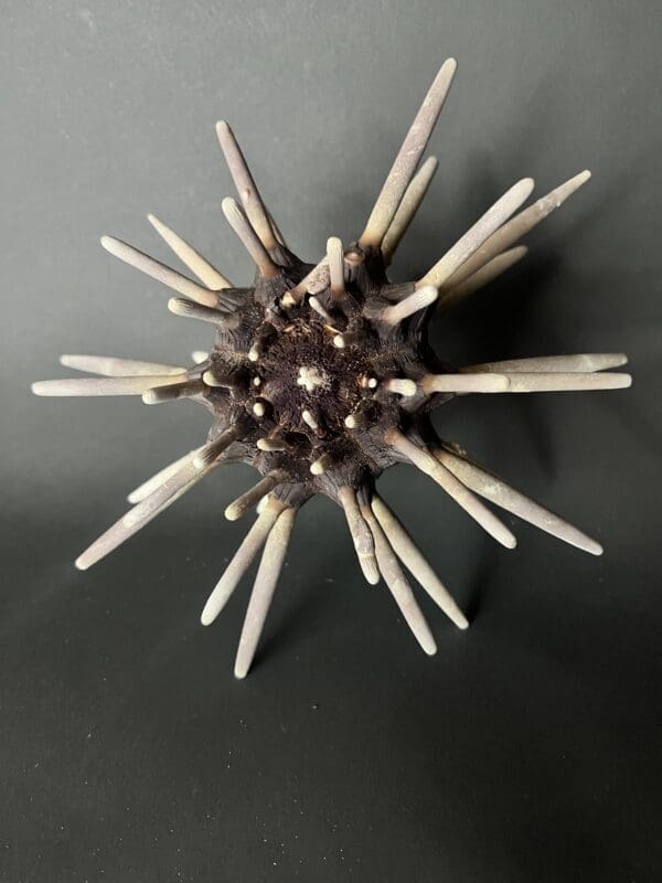 A group of toothpicks arranged to look like a spiky flower.