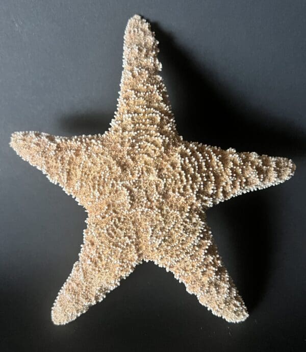 A star shaped object is shown on the table.