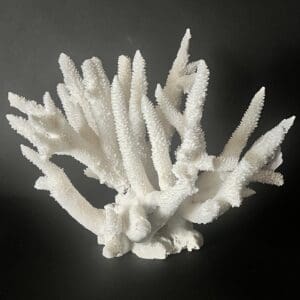 A white coral is shown on the black background.