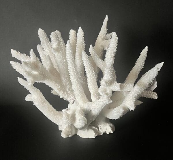 A white coral is shown on the black background.