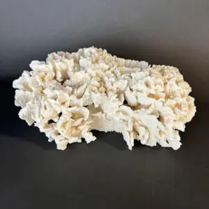 A piece of white coral on top of a table.