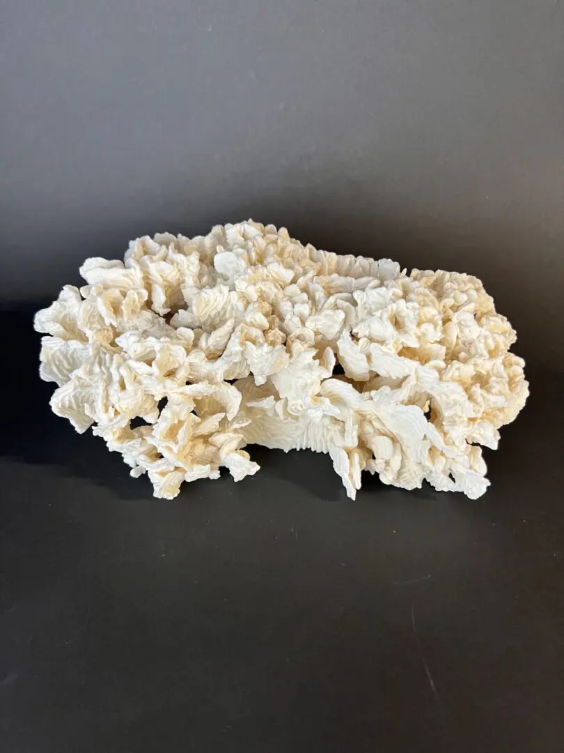 A piece of white coral on top of a table.