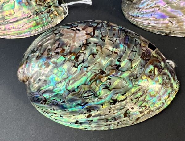 A close up of an abalone shell on top of a table.