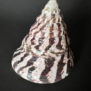 A large shell with black and white stripes on it.