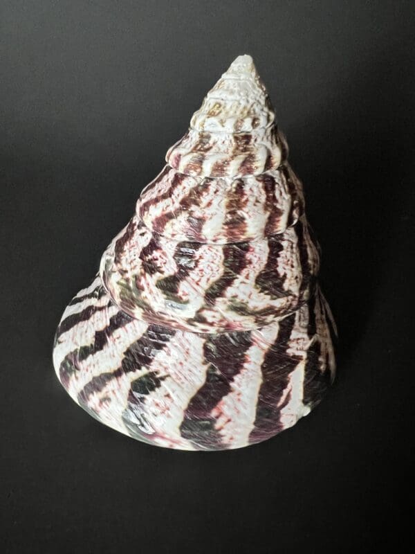 A large shell with black and white stripes on it.