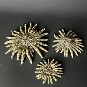 Three pieces of sea urchin shell on a table.