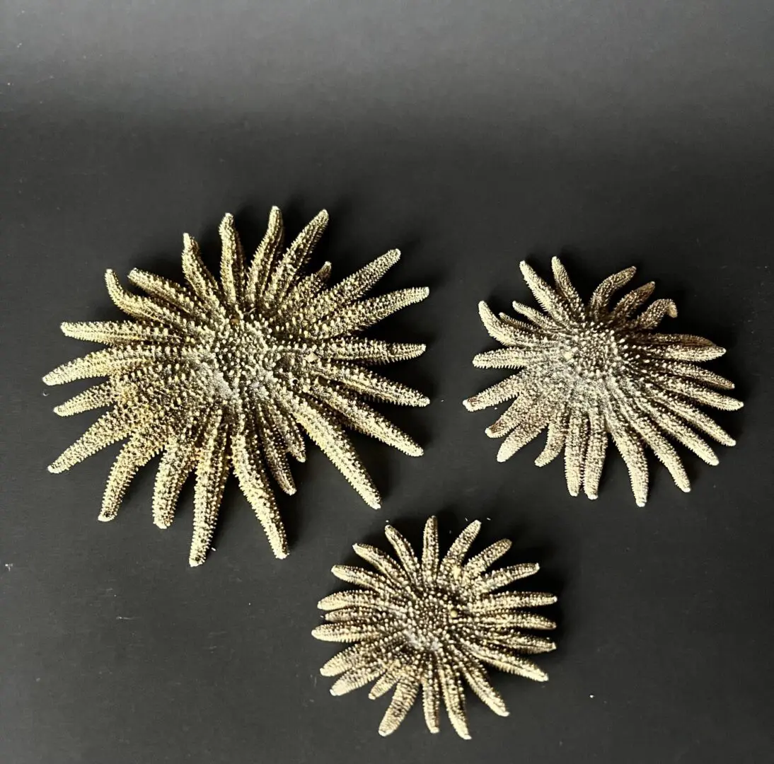 Three pieces of sea urchin shell on a table.