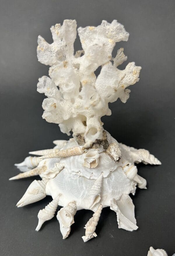 A white sculpture of shells and coral on top of a table.