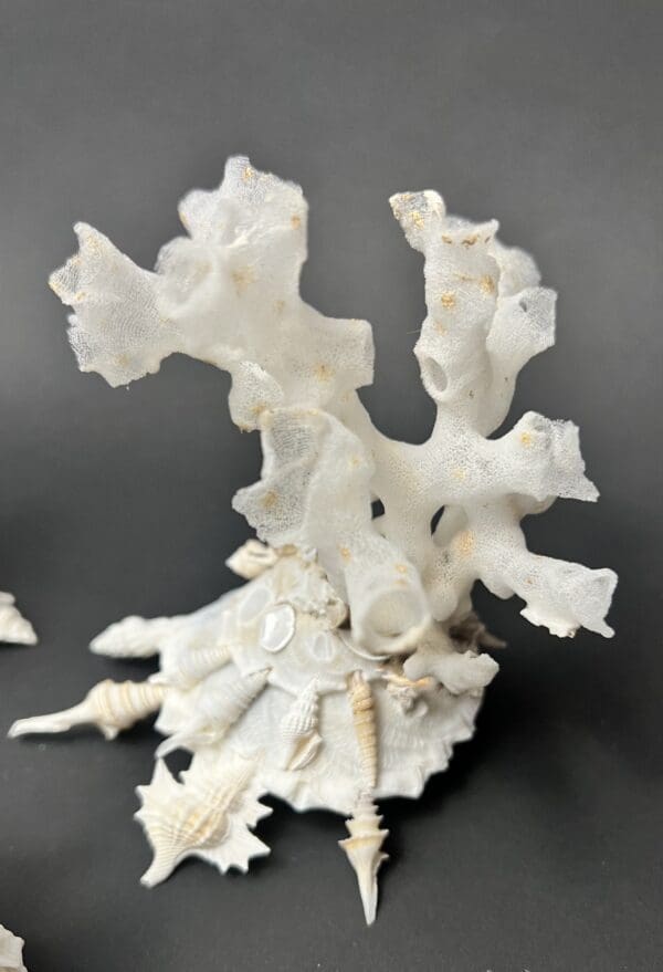 A piece of white coral on top of the ground.