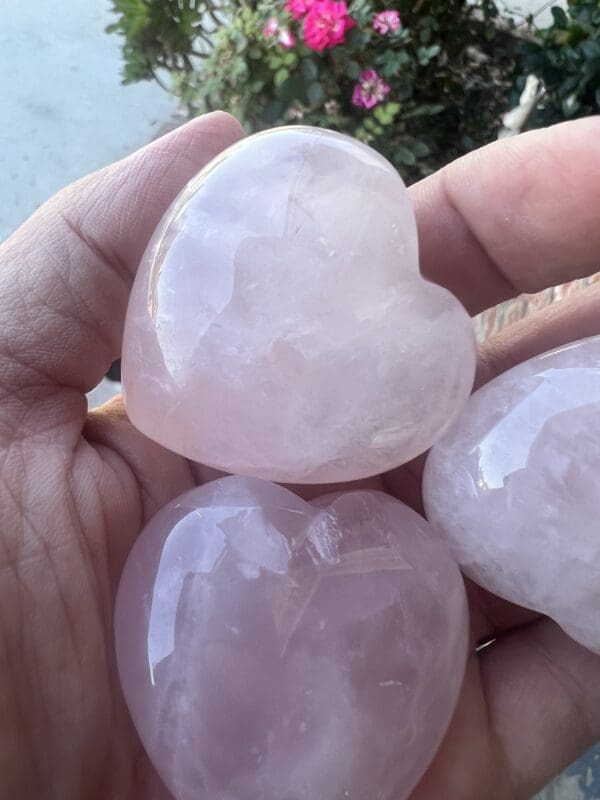 A person holding three heart shaped rose quartz stones.