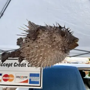 A Puffer Fish with a credit card under a tent.