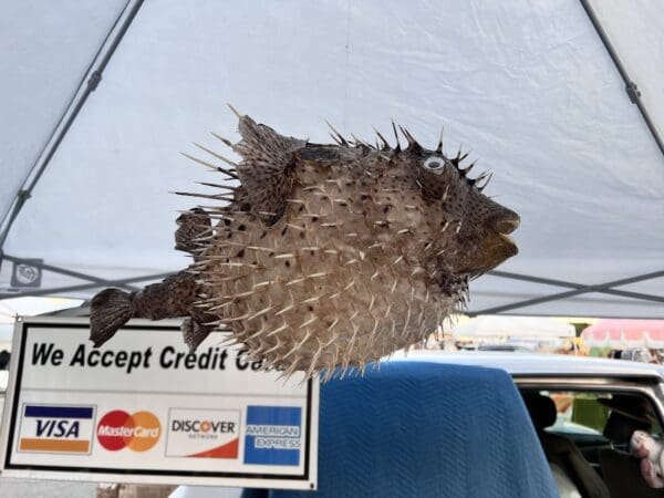 A Puffer Fish with a credit card under a tent.