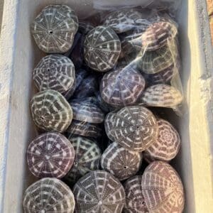 A crate filled with a variety of seashells, including super pretty Mushroom Urchins with interesting patterns.