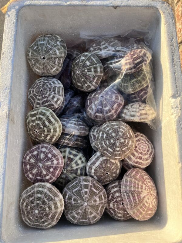 A crate filled with a variety of seashells, including super pretty Mushroom Urchins with interesting patterns.