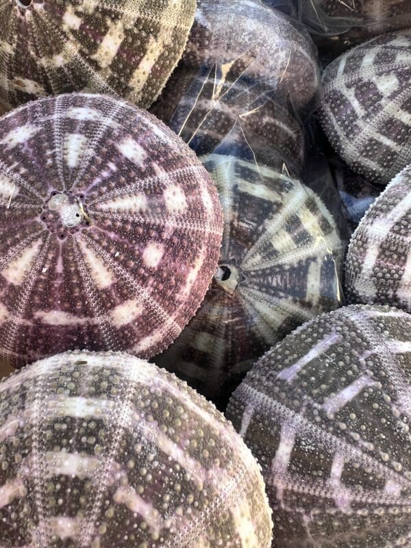 A bunch of super pretty Mushroom Urchins with interesting patterns in a plastic bag.