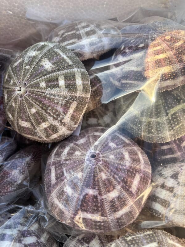 A bunch of super pretty Mushroom Urchins with interesting patterns in a plastic bag.