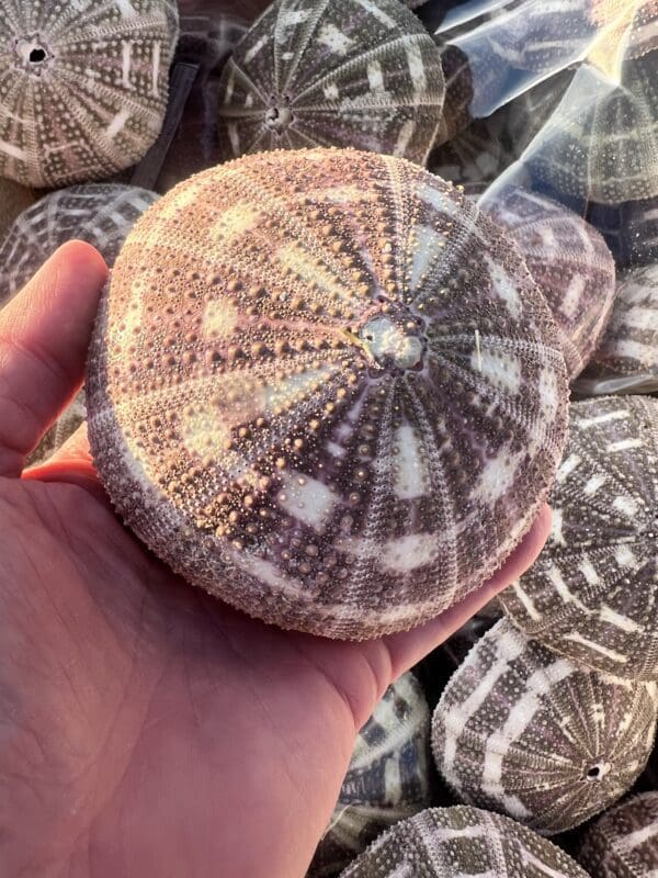 A person is holding a bunch of super pretty Mushroom Urchins with interesting patterns.