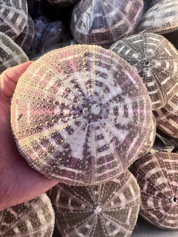 A person holding a bunch of Mushroom Urchins with interesting patterns in a pile.