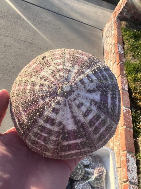 A person holding a Mushroom Urchin with interesting patterns in their hand.