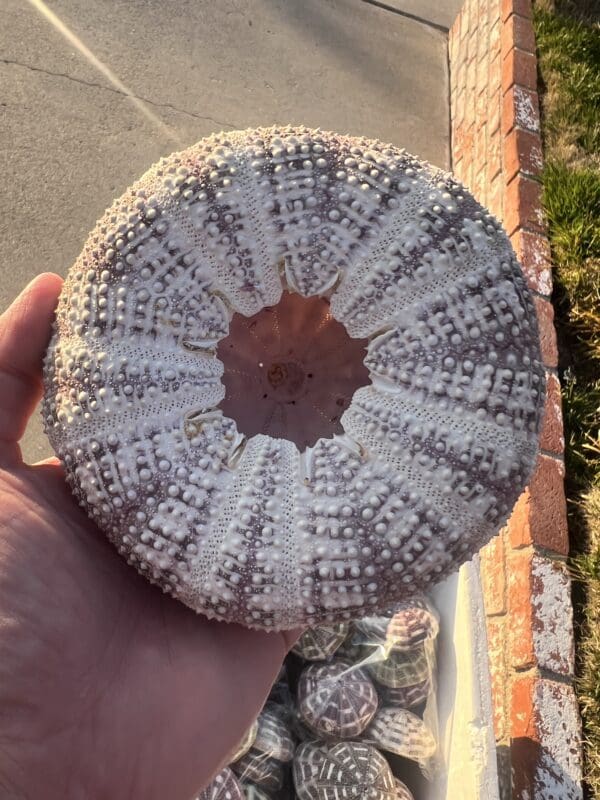 A person holding a Mushroom Urchin with interesting patterns in front of a sidewalk.