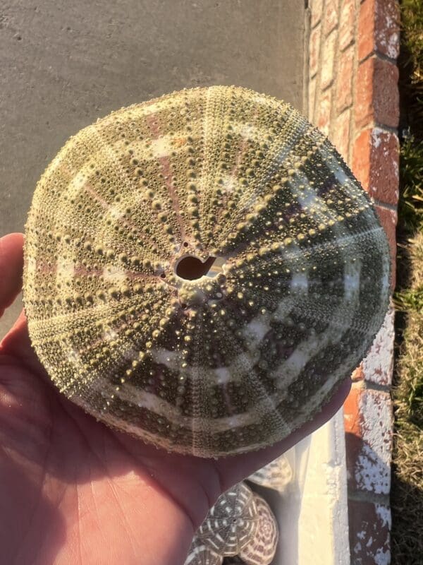 A person holding a Mushroom Urchin with interesting patterns in their hand.