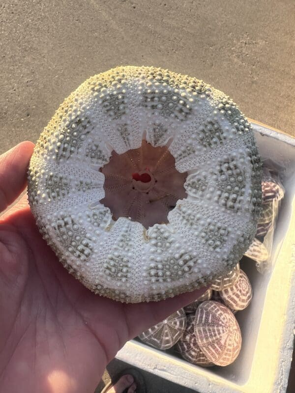 A person is holding a piece of Mushroom Urchin with interesting patterns in their hand.