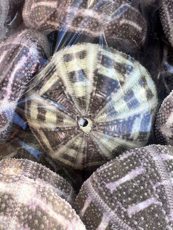 A bunch of super pretty Mushroom Urchins with interesting patterns in a plastic bag.