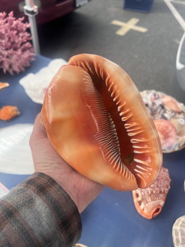 A person holding a Cassis Rufa shell on a table.