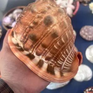 A person is holding a large Cassis Rufa shell on a table.