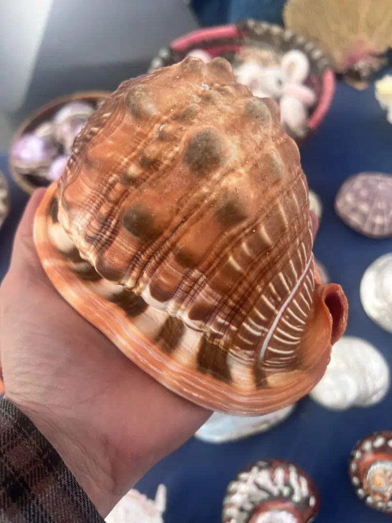 A person is holding a large Cassis Rufa shell on a table.