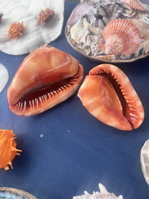 A group of Cassis Rufa sea shells on a table.