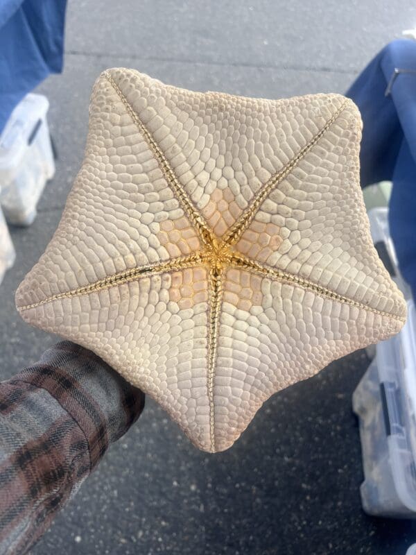 A person holding a Pillow Star, also called a Cushion Star, in their hand.