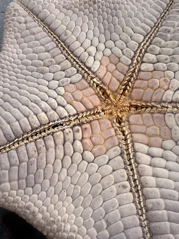 A close up of a Pillow Star, also called a Cushion Star, on a table.