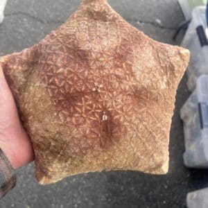 A person holding a Pillow Star in their hand.