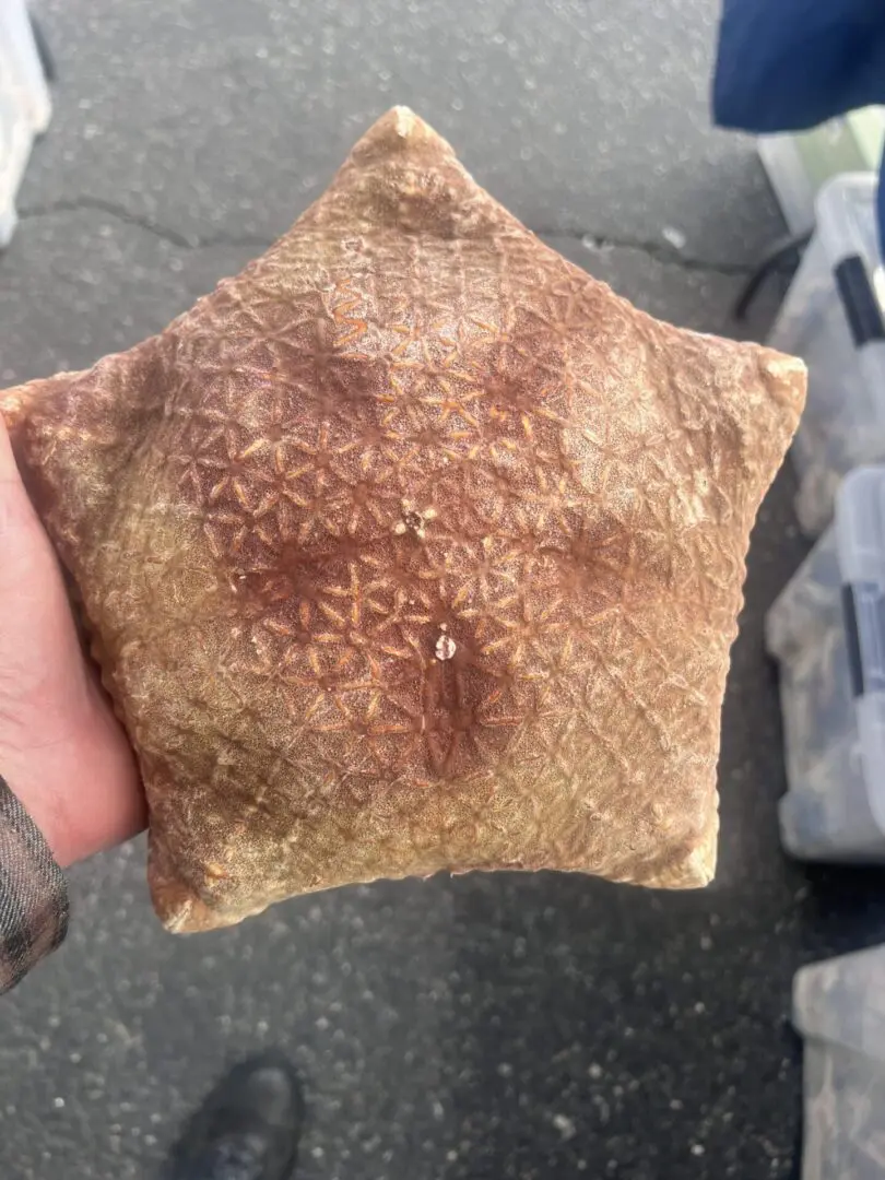 A person holding a Pillow Star in their hand.