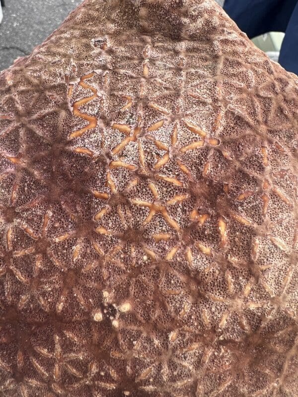 A close up of a Pillow Star with a pattern on it.