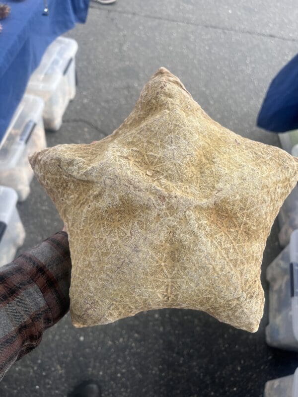 A person holding one of these Pillow Stars, also called Cushion Stars, at an outdoor market.