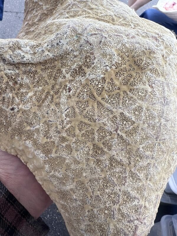 A person is holding a large piece of Pillow Star rock.