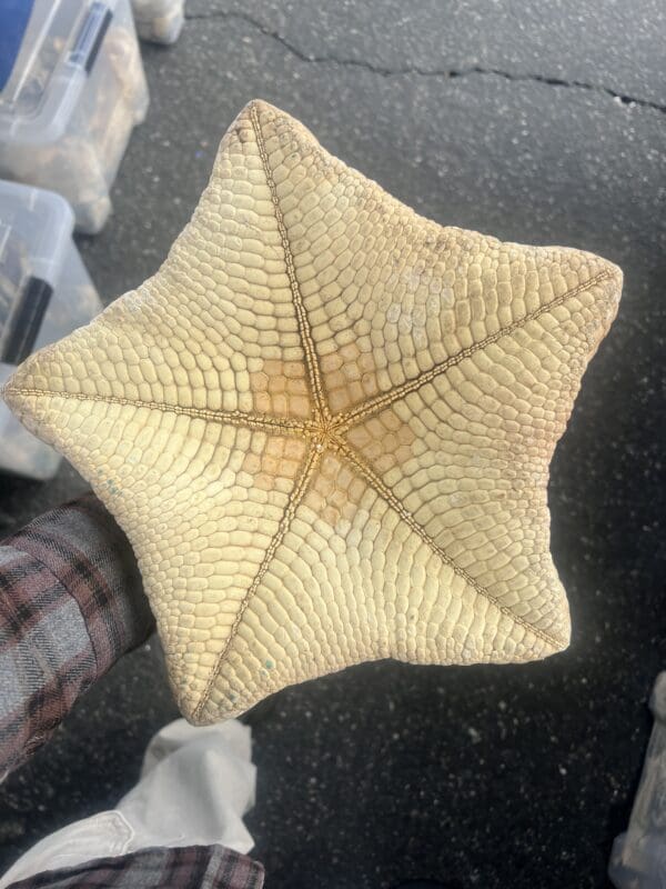 A person holding a Pillow Star in their hands.