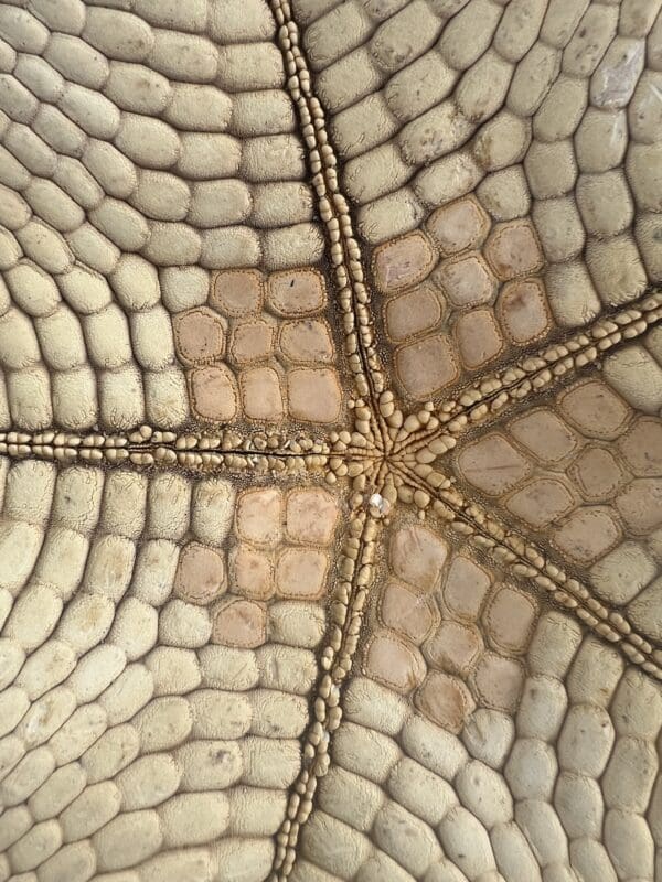 A close up of a snake skin also called Pillow Stars.