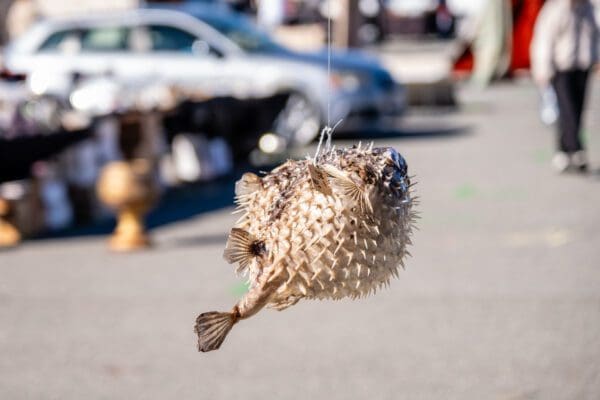 A Puffer Fish hanging from a string in a market.