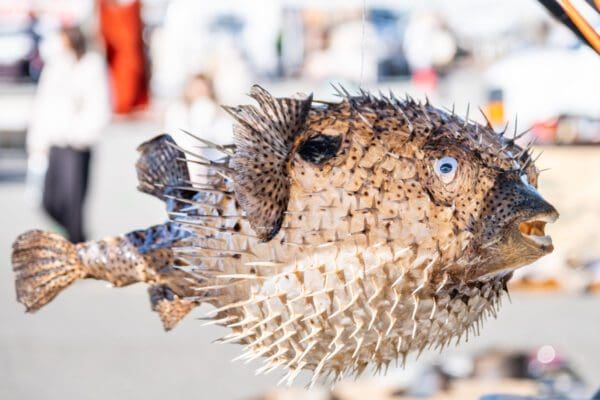 A Puffer Fish hanging from a pole at an outdoor market.