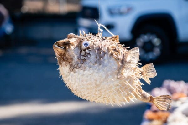 A Puffer Fish hanging from a string.