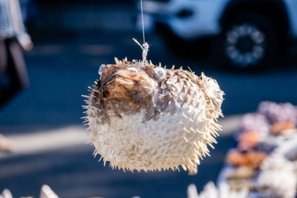 A Puffer Fish hanging from a string in a market.