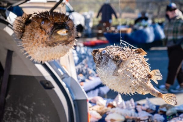 Two Puffer Fish hanging from the back of a car.